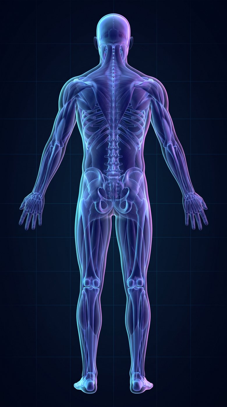 Mapa corporal, vista posterior